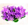 Aroma Natural de Violeta 30g