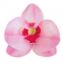 Orquideas Rosa de Hóstia 