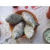 Cortante Sardinha 9cm